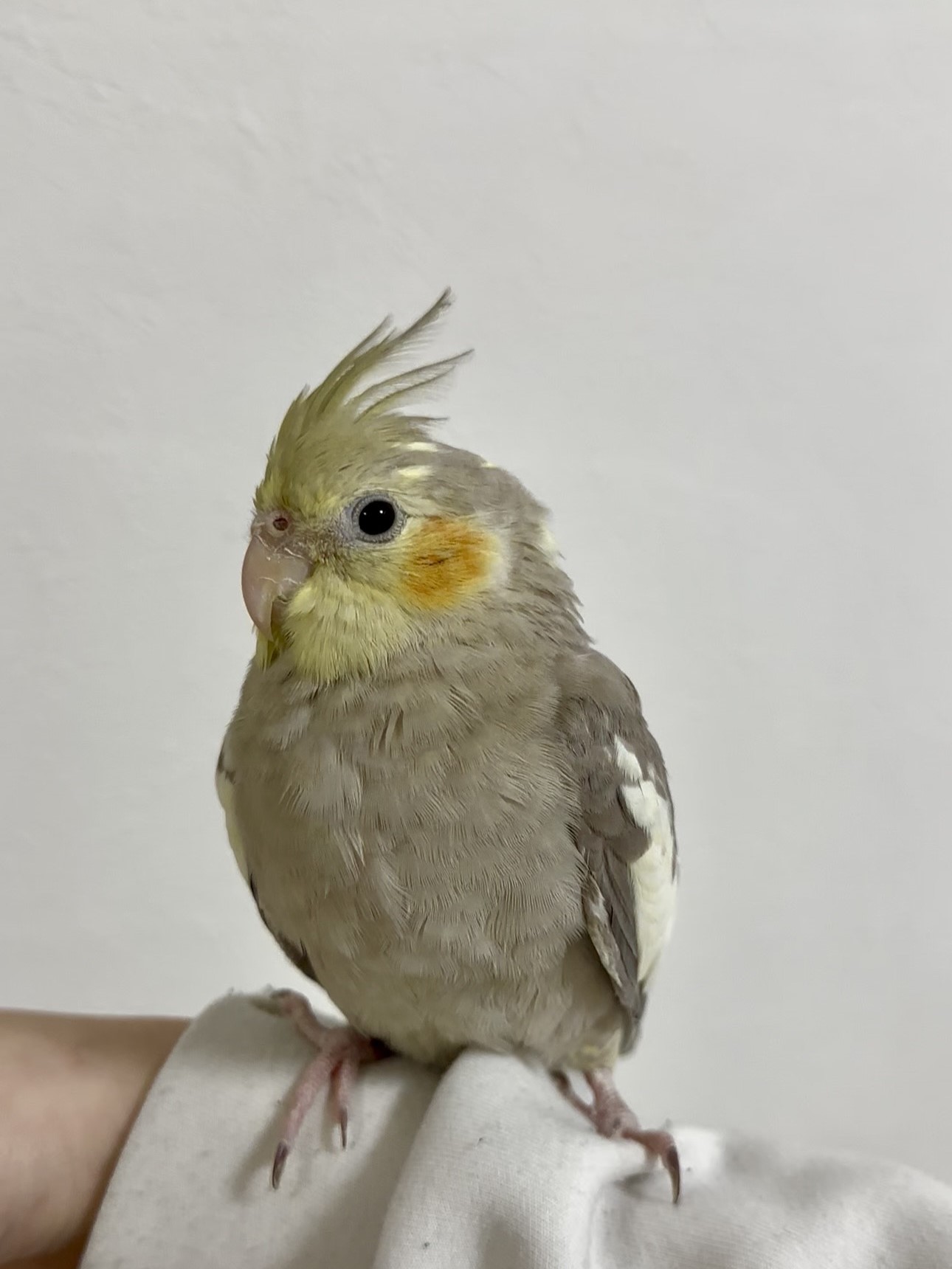 ペットのポテト