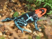 ベネディクタヤドクガエル画像