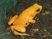 キンイロアデガエル画像