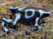 マダラヤドクガエル画像