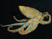 ヒョウモンダコ画像