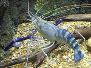 オニテナガエビ画像