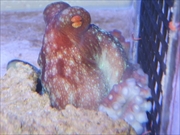 サメハダテナガダコ画像