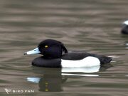 キンクロハジロ