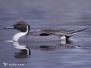 オナガガモ画像