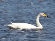 オオハクチョウ