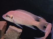 ノーランプロローグスチャージ画像