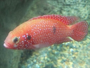 レッドジュエルフィッシュ画像