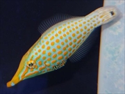 テングカワハギ画像