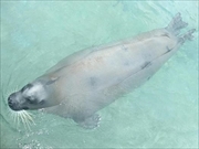 アゴヒゲアザラシ画像