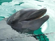 バンドウイルカ画像