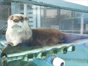 ツメナシカワウソ画像