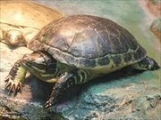 アミメガメ画像