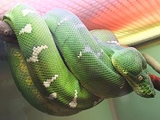 エメラルドツリーボア画像