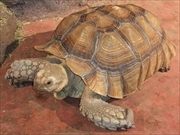 ケズメリクガメ画像